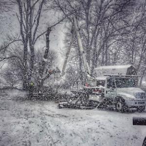 Edmonds Tree Service