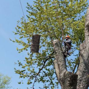 Green Oak Tree Service