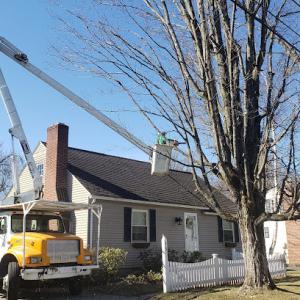 Affordable Tree Care