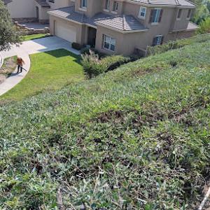 Martinez landscape Gardener