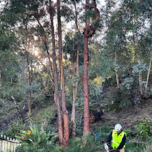 Tree of Life Tree Services