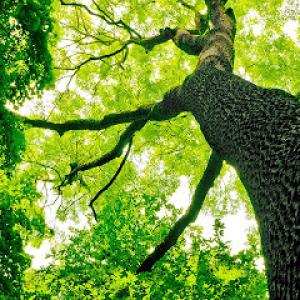 Tree Service San Clemente