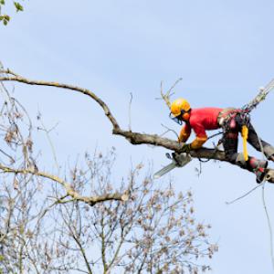 Tree Removal Today of St Paul
