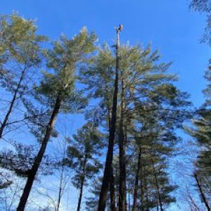 RC Tree Services – A Division of AOS