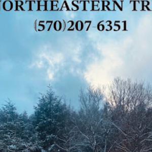 Northeastern Tree