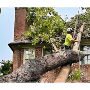 Chapingo Tree Care Specialists