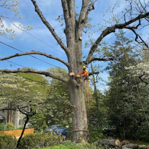 ALY Tree Services & Landscaping