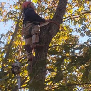 Well Done Tree Service