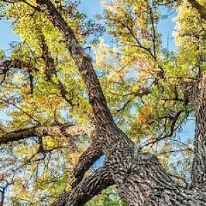 Weber Davis Tree Service