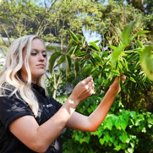Lusk Tree Services