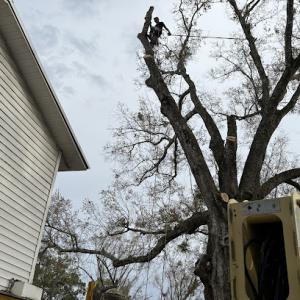 Tree pros+ ODDS&ENDS