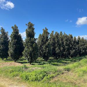 Southern Tree Growers
