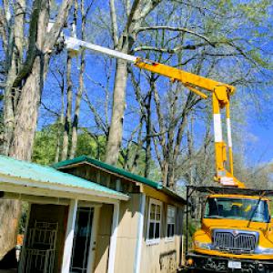 Top Notch Tree Management