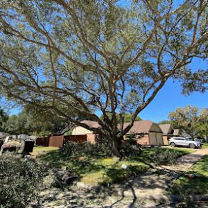 All Zone Tree Service