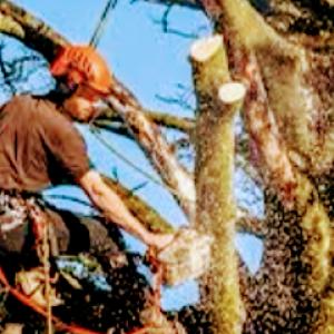 MACO Tree Service & Landscaping