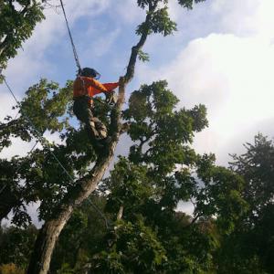 Treemendous Tree Care