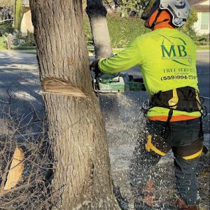 Maldonado Brothers Tree Service
