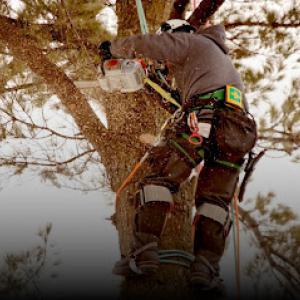 Squirrel Tree Service