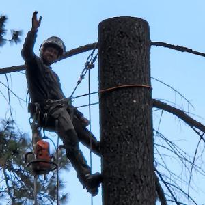 Specialty Tree Services