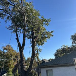 Best Choice Tree Services