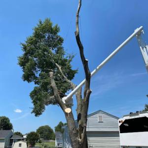 Certified Arborist 55 Years 3 Generation Experience ISA Certified International Society Of Arboriculture Arborist Reports