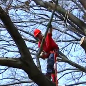 Columbia Tree Work
