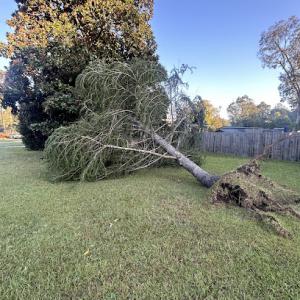 Gray's Tree & Landscape