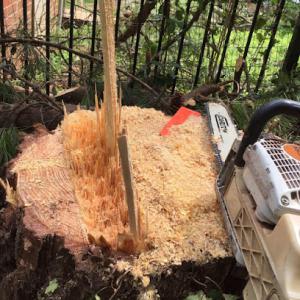 Southern Tree Service