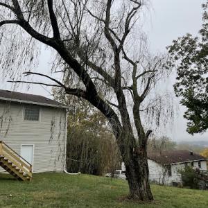 Limitless Outdoor Solutions | Best Tree Service in Columbia, TN