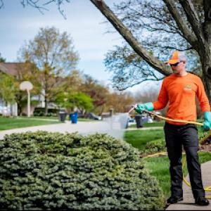 Ahlum & Arbor Tree Preservation