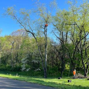 McCullough's Tree Service