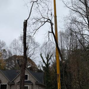 Doc’s Tree Service