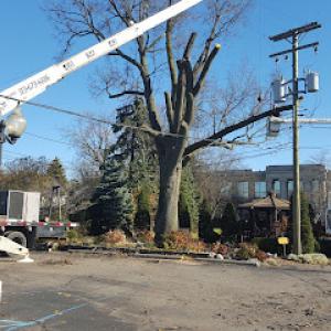 Total Tree Service Experts of Allen Park