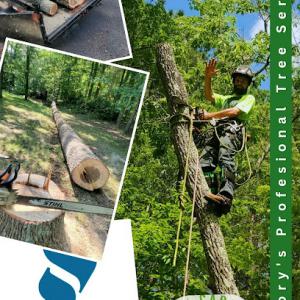 Sweet Carolina Tree Care