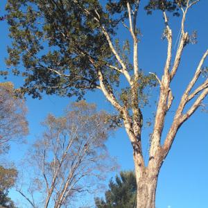 Timber Pros Tree Service