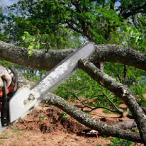Top Cut Tree Service