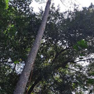Lands king & tree service