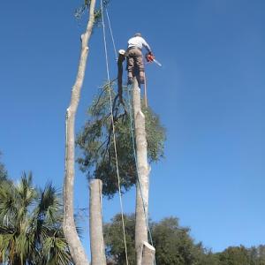 Rising Sun Tree Service