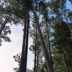 All Cutts Tree Service