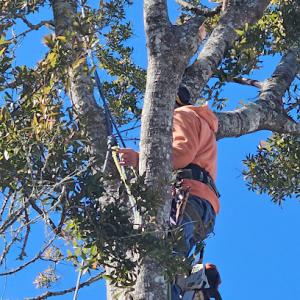 Moore Landscaping & Tree Service