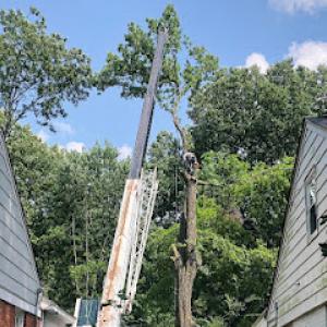 Southern Tree & Renovations- Memphis