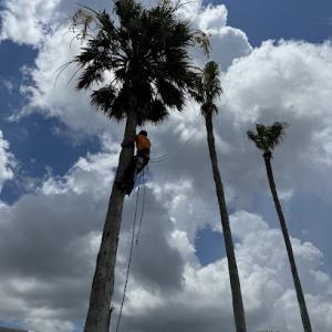 Johnnys Tree Service