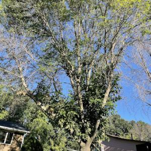 McClellan Tree Service