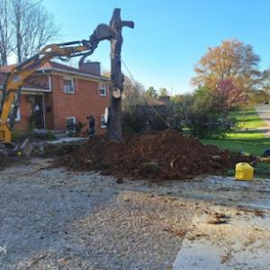 Apex Project Solutions Tree Division