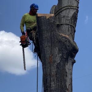 Crosby Arborist