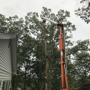 P&P Treecare