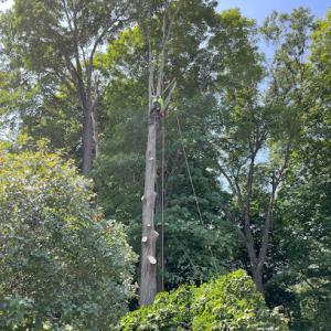 Lednew Tree Care
