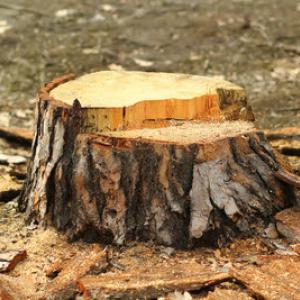 Tree Service Santa Clara