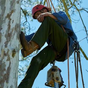 Tree Care Inc - Houston