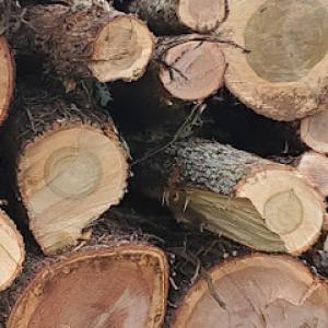 Tree Time Tree Services